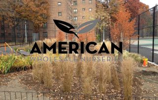 Gallery | American Wholesale Nurseries