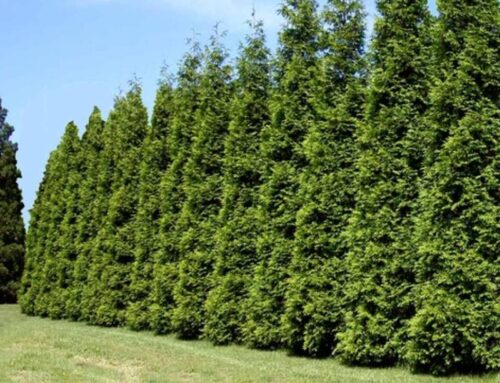 Privacy Trees in Brentwood