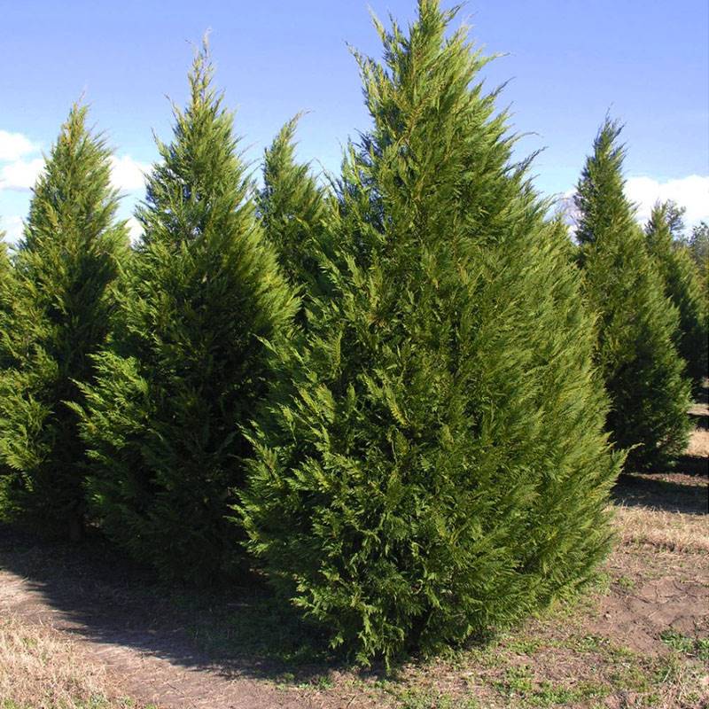 Leyland Cypress