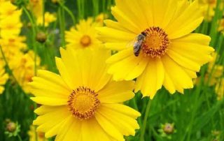 Landscaping Service in Brentwood | 1 | American Wholesale Nurseries Nurseries Commack