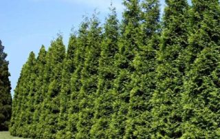 Privacy Plants Huntington | 20 | American Wholesale Nurseries Privacy Plants Bayshore