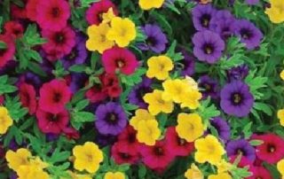 Garden Center Huntington | 24 | American Wholesale Nurseries Garden Center Huntington