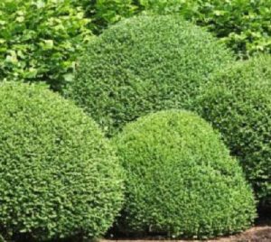 evergreen shrubs huntington