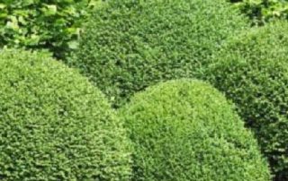 Evergreen Shrubs Huntington | 31 | American Wholesale Nurseries Evergreen Shrubs Huntington