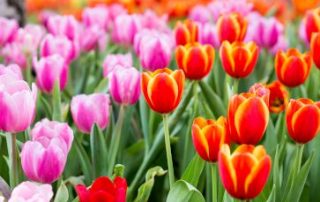 Nurseries Huntington | 21 | American Wholesale Nurseries Nurseries Smithtown